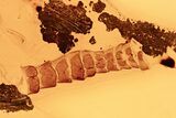 Extremely Rare Fossil Reptile Skin In Baltic Amber #330721-1